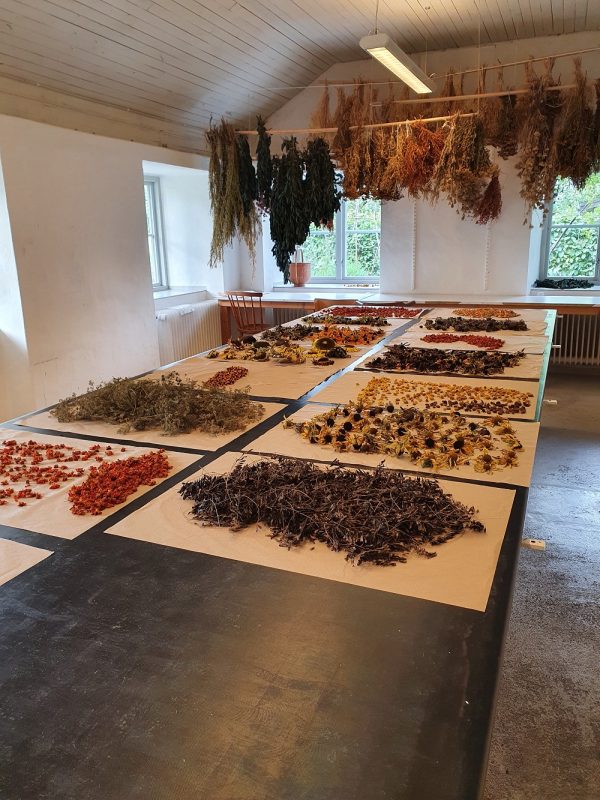 Flowers Drying at Capellagården.